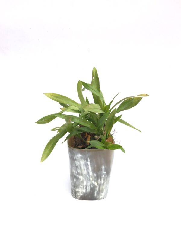 Horn Vase Horn Pot - Image 4