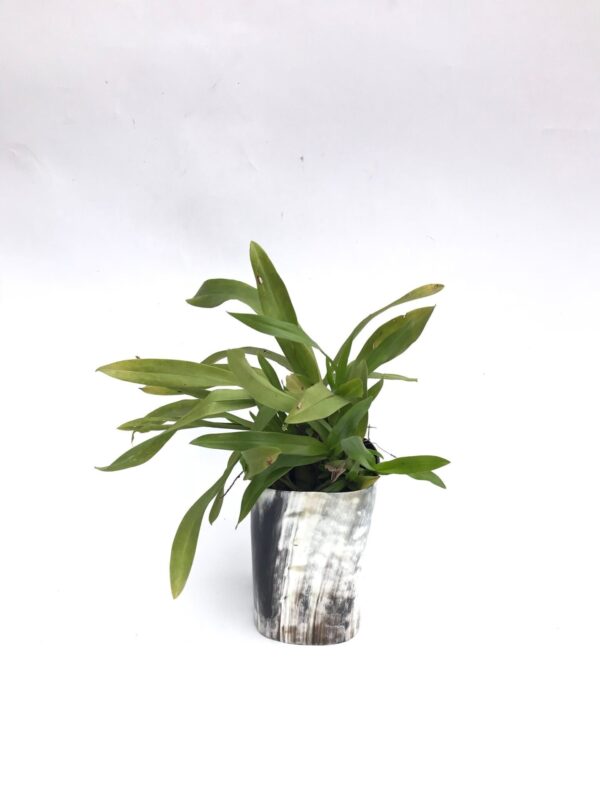 Horn Vase Horn Pot - Image 2